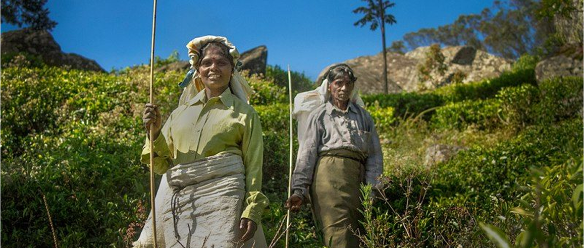 Rooted in Change — The Next Chapter of Organic Agriculture in Sri Lanka
