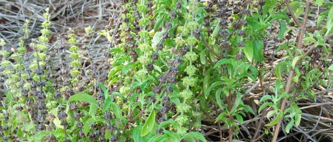 Greenfield Organic Tulsi