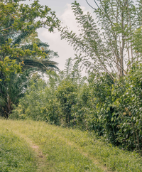 Forest Gardens