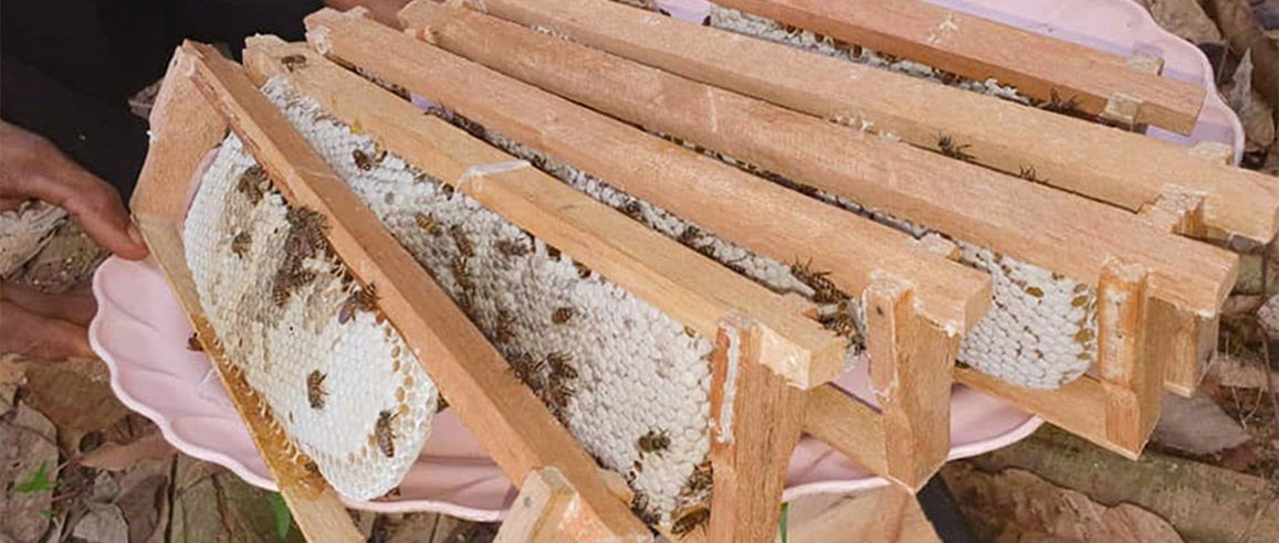 Greenfield kosgama factory first bee honey yield
