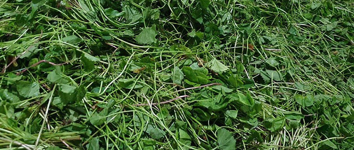 Greenfield Gotukola Processing
